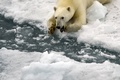 フランツヨシフ諸島のゲオルグ島沖のホッキョクグマ（2021年8月22日撮影）。(c)Ekaterina ANISIMOVA / AFP
