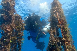 エーゲ海の「幽霊」漁網回収 海の資源保護活動 ギリシャ