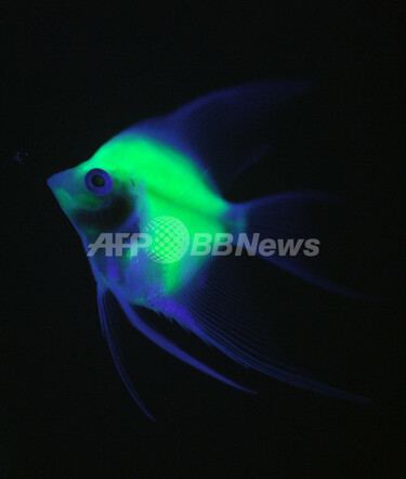 蛍光エンゼルフィッシュ、遺伝子操作で免疫力増強 台湾 写真5枚 国際