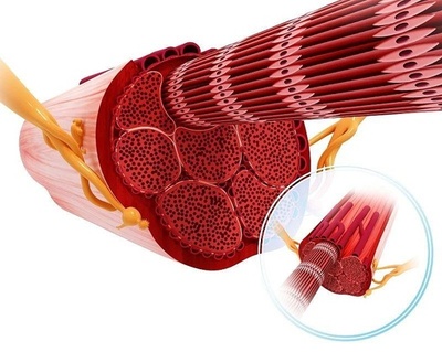 ダイナミックなバイクエクササイズ毎日1時間で筋肉が「溶けた」