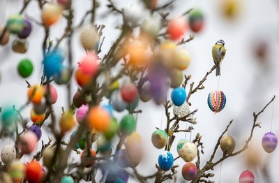 リンゴの木、「果実」はイースターエッグ1万個 ドイツ