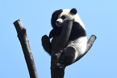 四川にも春 日なたぼっこ楽しむジャイアントパンダの子どもたち