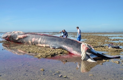 アイスランド ナガスクジラ商業捕鯨を2年ぶり再開 写真3枚 国際ニュース Afpbb News