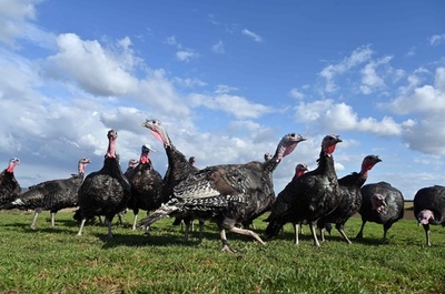 密避けるコロナ・クリスマス、七面鳥は小ぶりが売れ筋 英