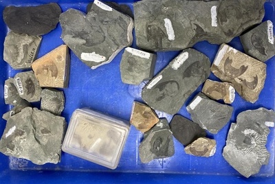 中国、魚から人への進化証拠発見