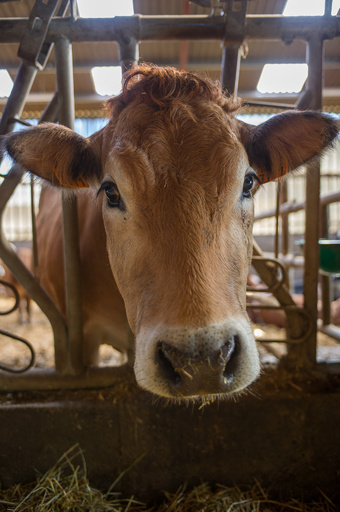 中国で世界最大の動物クローン工場建設、肉牛100万頭計画に懸念も