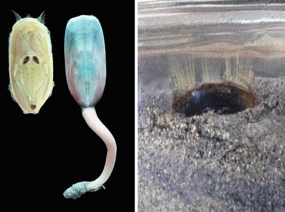 中国の科学者 シャミセンガイが現在まで生き延びた理由を解明