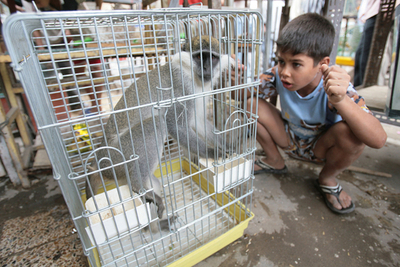 バグダッドのペット市場で爆発、13人死亡