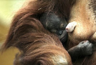 ドイツの動物園でオランウータンの赤ちゃんお披露目