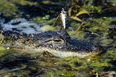 人をくわえたワニを殺処分 米フロリダ州
