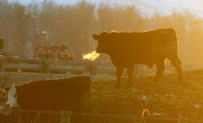 「酪農界のヒーロー」と呼ばれた雄牛、逝く - アイルランド