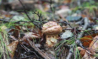 吉林省・延辺産マツタケ、48時間で日韓へ空輸　海外で需要拡大