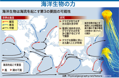 海洋生物も海水の動きに影響を与える、米大研究