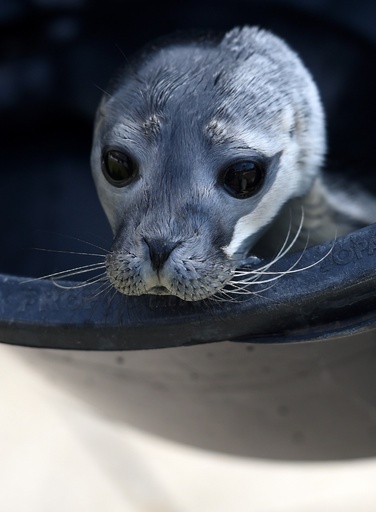 北海の島で発見の子アザラシ、保護施設へ 独
