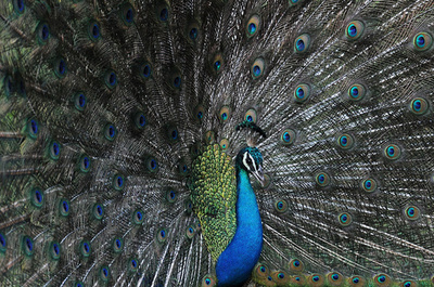 美しい羽を見せつけるクジャク、スリランカ国立公園