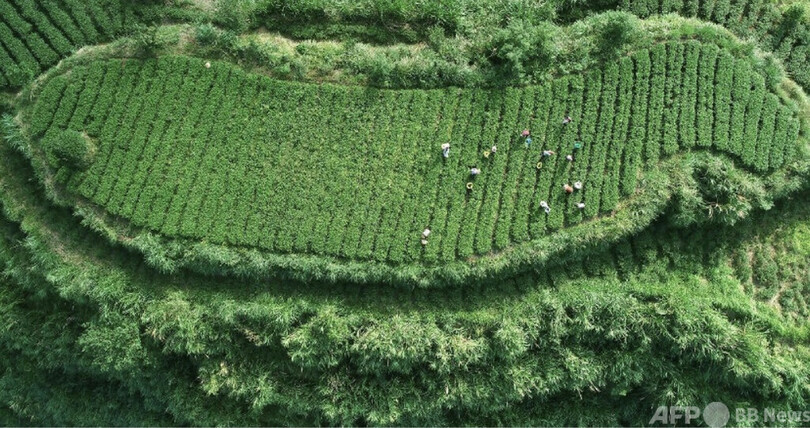 世界農業遺産の数は世界一に 中国