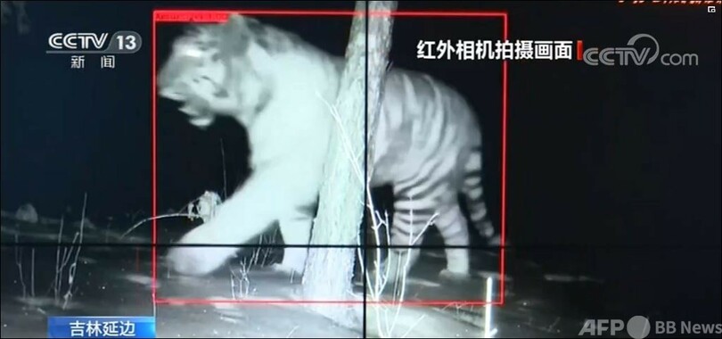 野生のアムールトラを発見 吉林延辺