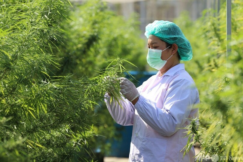 大麻料理で「ハッピー」に 病院で提供開始 タイ