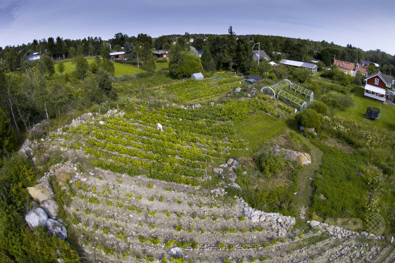 世界最北のワイン、味の秘訣は雪と太陽と創意工夫 フィンランド