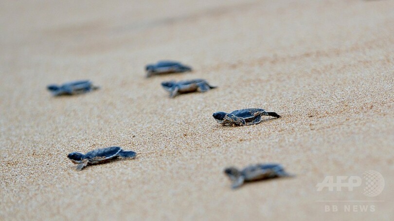 ウミガメの赤ちゃん、いざ海へ スリランカ