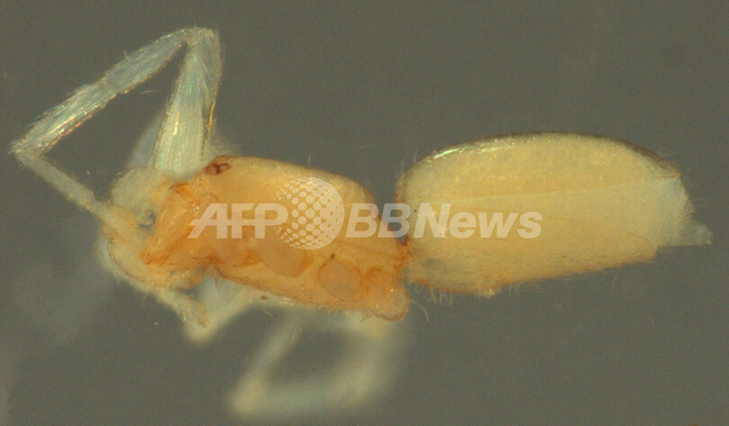 新種グモ発見、「アッテンボローのゴブリングモ」と命名