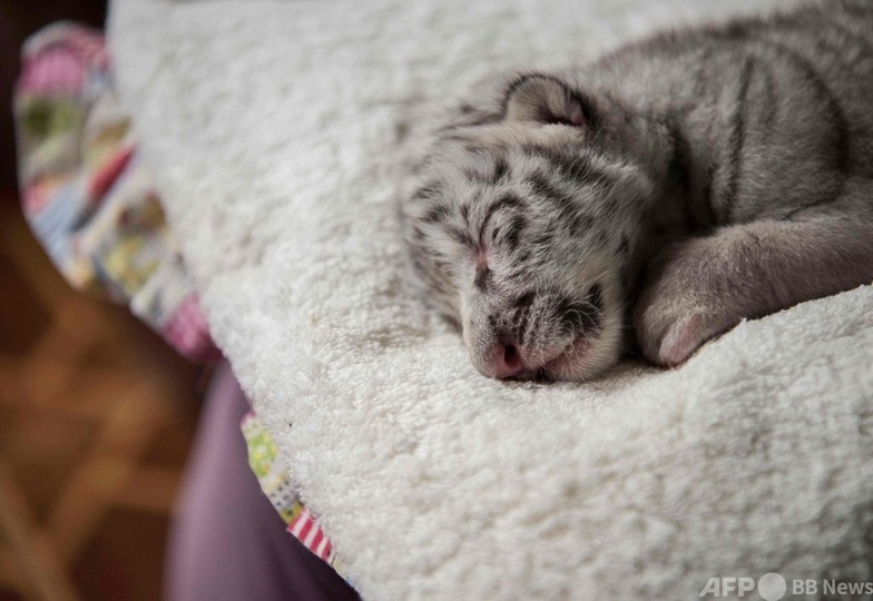 ホワイトタイガーの赤ちゃん誕生 ニカラグアで初 写真12枚 国際ニュース Afpbb News