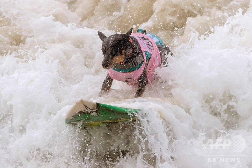 波乗りワンちゃん大集合 米カリフォルニアで犬のサーフィン大会 写真27枚 国際ニュース Afpbb News
