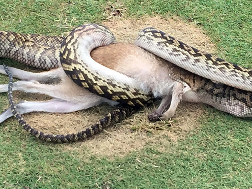 巨大ニシキヘビがワラビーのみ込む 豪のゴルフコースで 写真5枚 国際ニュース Afpbb News