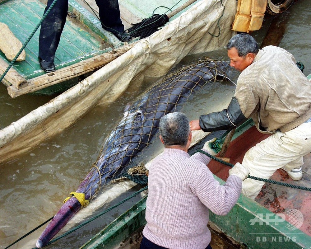 淡水魚の王 ハシナガチョウザメ が機能的絶滅 中国 写真3枚 国際ニュース Afpbb News