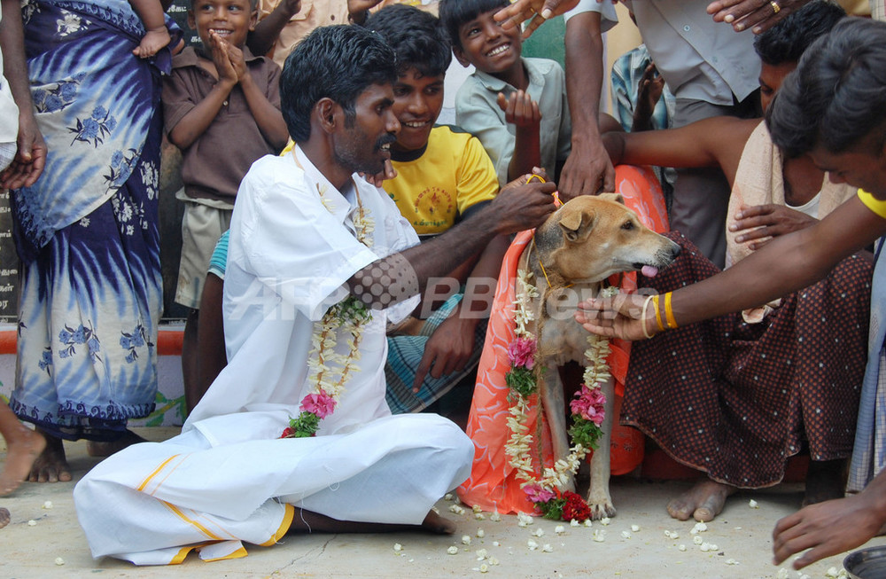 インドの男性が雌イヌと結婚 15年前の 呪い 解くため 写真1枚 国際ニュース Afpbb News