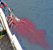 南極海域で初めて完全な状態で捕獲されたダイオウホウズキイカ（別名コロッサル・スキッド、colossal squid、Mesonychoteuthis hamiltoni）のオス（2007年2月22日撮影）。(c)AFP/NZ Ministry of Fisheries
