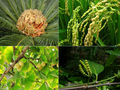 現代の種子植物（資料写真）。(c)Xinhua News