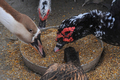 パキスタン北西部にある野生動物保護公園クンドパーク（Kund　Park)で、餌をついばむガチョウたち（2010年12月6日撮影）。(c)AFP/A MAJEED