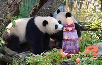 ドイツ生まれの双子パンダ「夢好」「夢甜」が2歳の誕生日を迎える