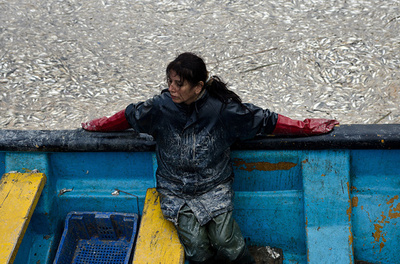 チリで続く海洋生物の大量死、原因はエルニーニョなのか