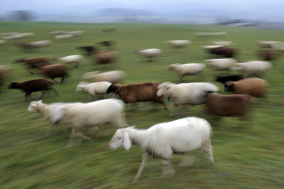 羊飼いも安心、オオカミ襲来をSMSでお知らせ