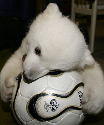 ホッキョクグマの赤ちゃん、無事に成長 - ドイツ