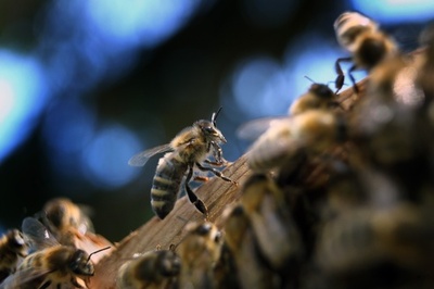ドイツ、「昆虫保護法」の制定検討 環境相、殺虫剤の使用削減など計画
