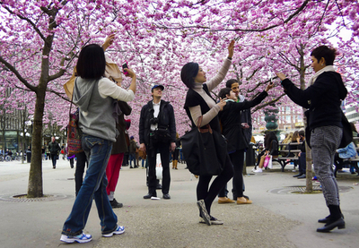 満開の八重桜、あでやかに スウェーデン