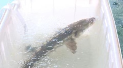 「淡水魚の王様」の長江チョウザメ 洞庭湖で生息を確認 中国