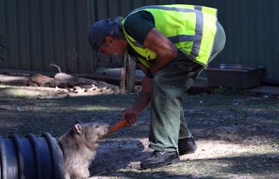 受刑者と野生動物が一緒にリハビリ オーストラリア