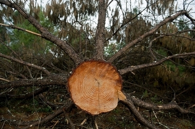 ｢アース・オーバーシュート・デー｣、今年は9月27日