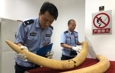 中国と香港当局で捜査協力 大型の象牙密輸事件を摘発