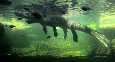  「世界ワニ被害ファイル」、豪研究者が発表