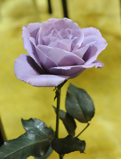 世界初の「青いバラ」、幕張で注目の的