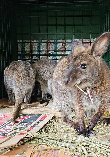 「野良」ワラビー保護、中国向けに密輸か ベトナム