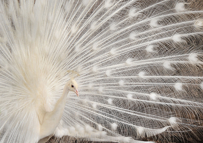 羽根を広げるシロクジャク