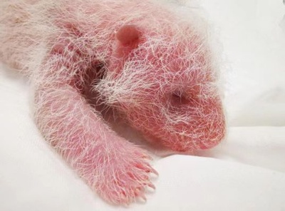 記録更新！ 史上最重量の赤ちゃんパンダ誕生 中国