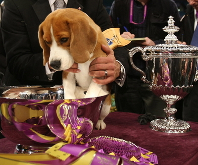 韓国企業がクローンペットを商業化、世界初