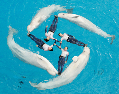 「シロイルカ」のシンクロ - 神奈川